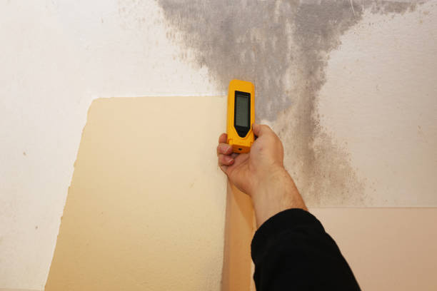 Mold Odor Removal Services in Volcano Golf Course, HI