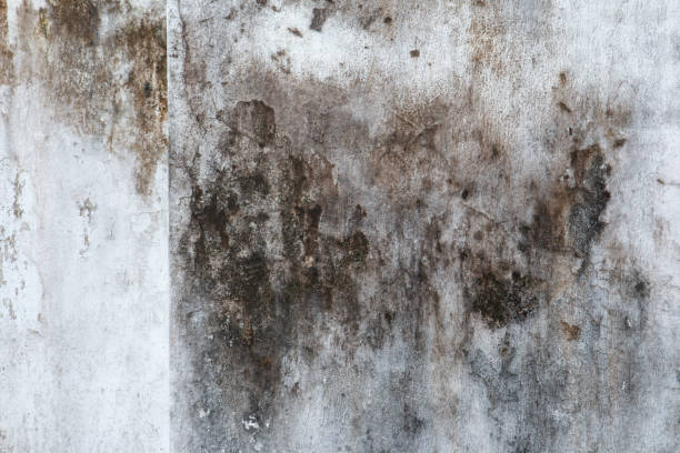 Best Biohazard Mold Removal  in Volcano Golf Course, HI