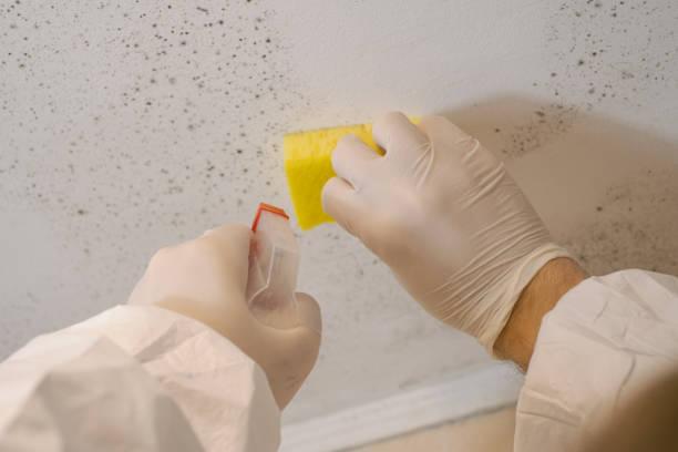 Best Mold Remediation for Healthcare Facilities  in Volcano Golf Course, HI