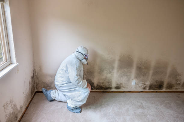 Mold Remediation for Vacation Homes in Volcano Golf Course, HI