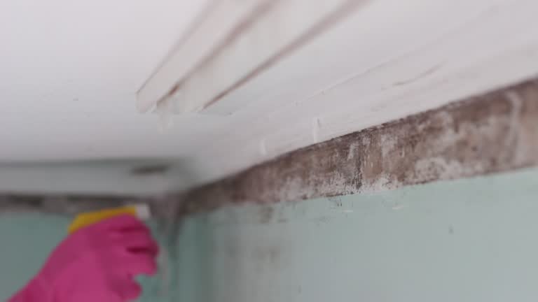Best Mold Prevention Services  in Volcano Golf Course, HI
